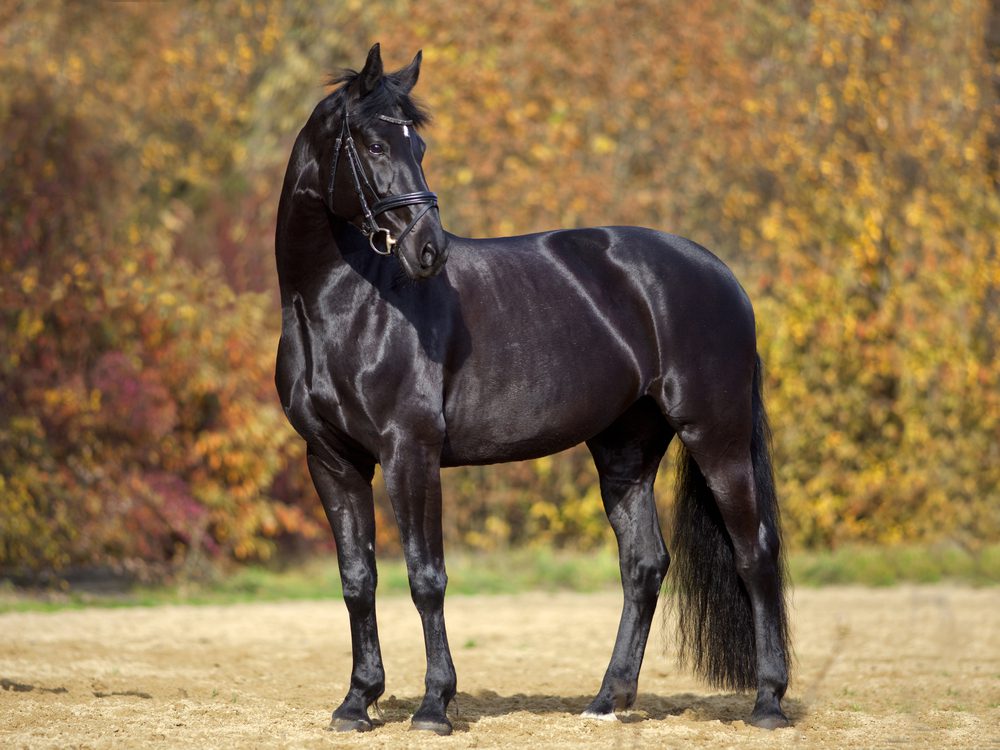 black horse shiny